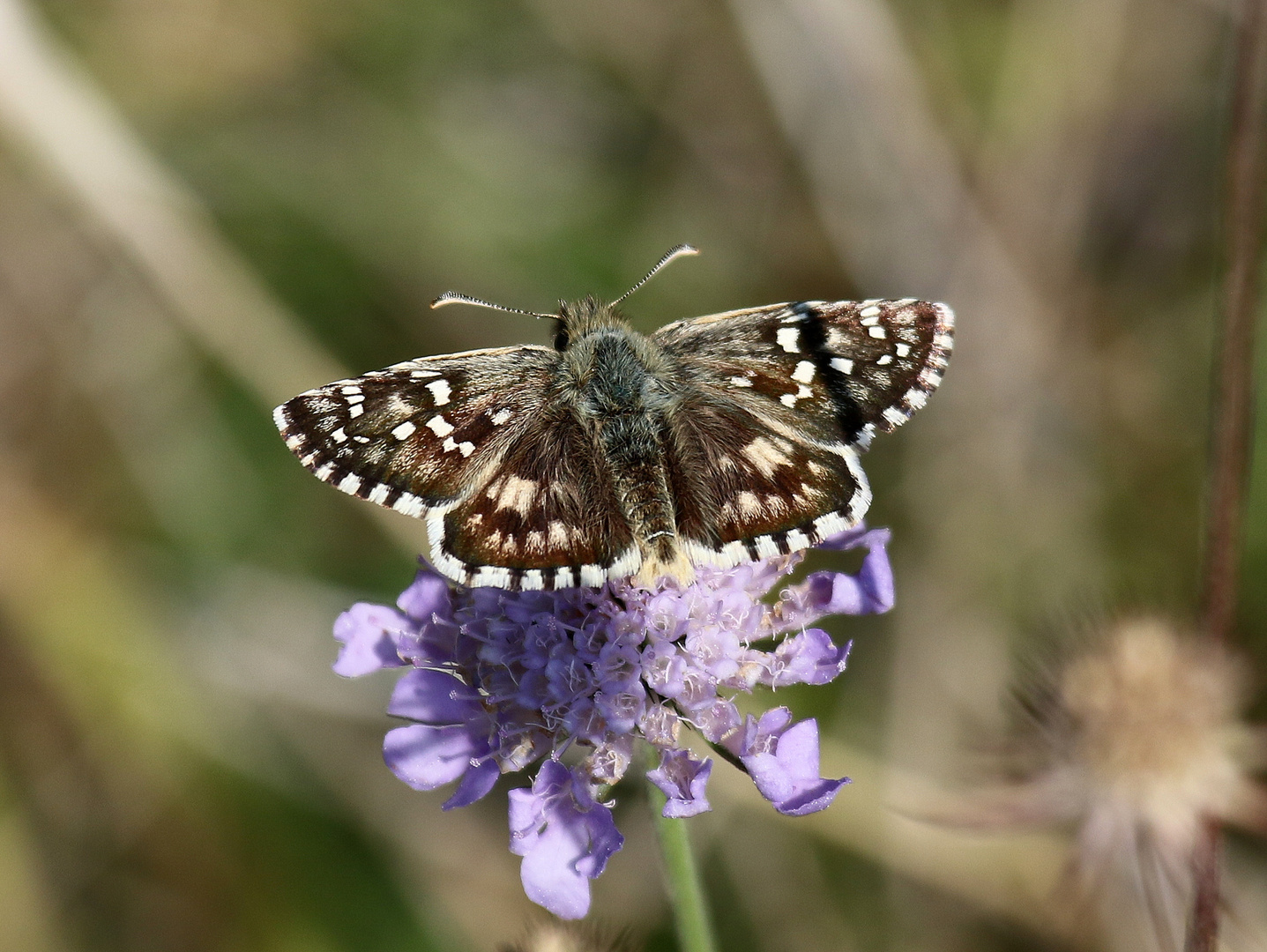 Pyrgus cirsii, Spätsommer-Würfel-Dickkopffalter