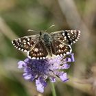 Pyrgus cirsii, Spätsommer-Würfel-Dickkopffalter