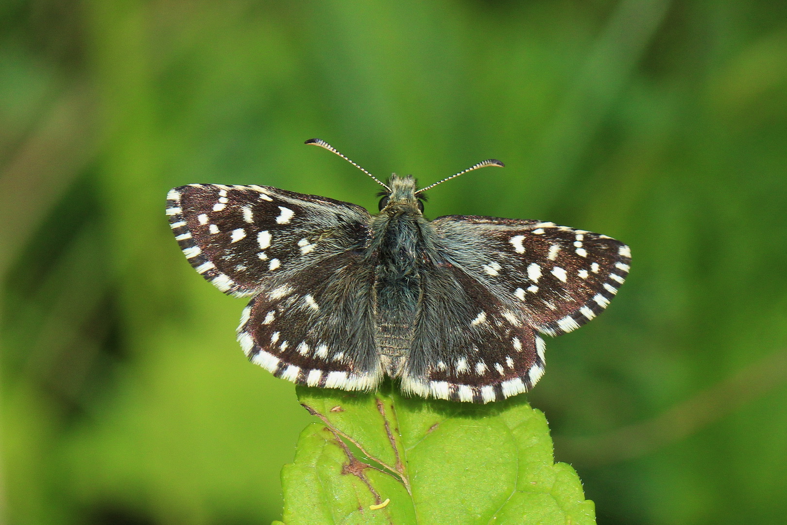 Pyrgus malvae