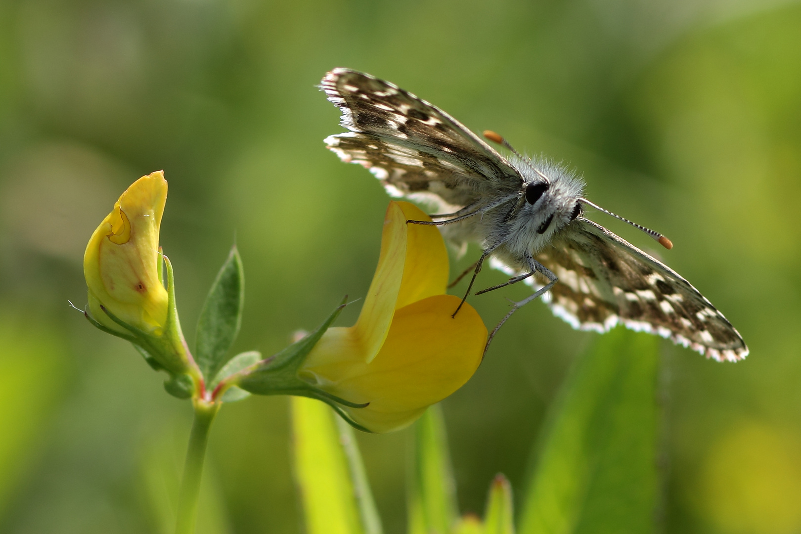 pyrgus malvae