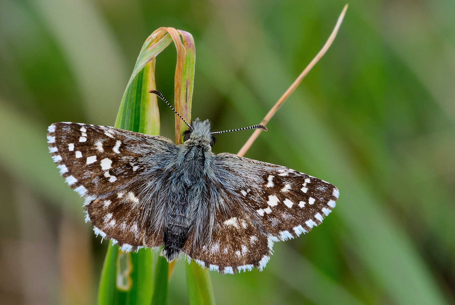 Pyrgus malvae