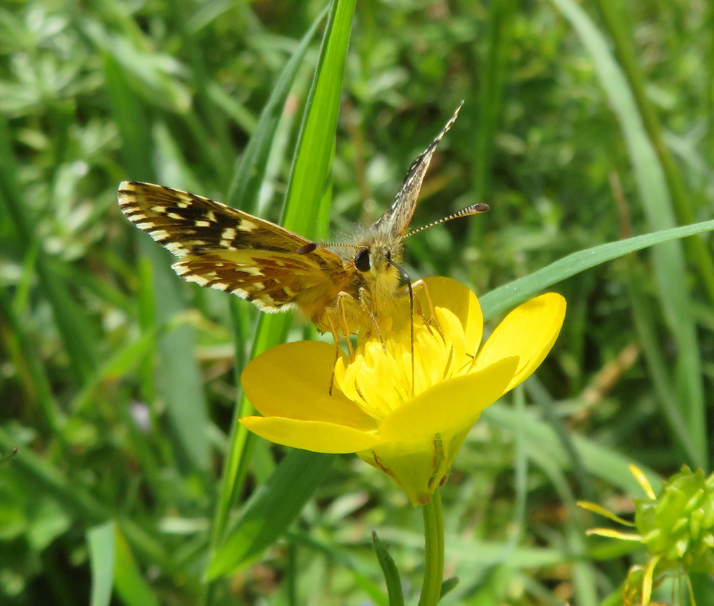 Pyrgus malvae 