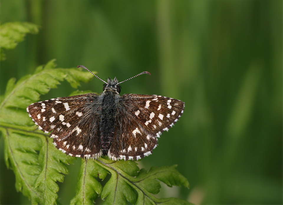 Pyrgus Malvae