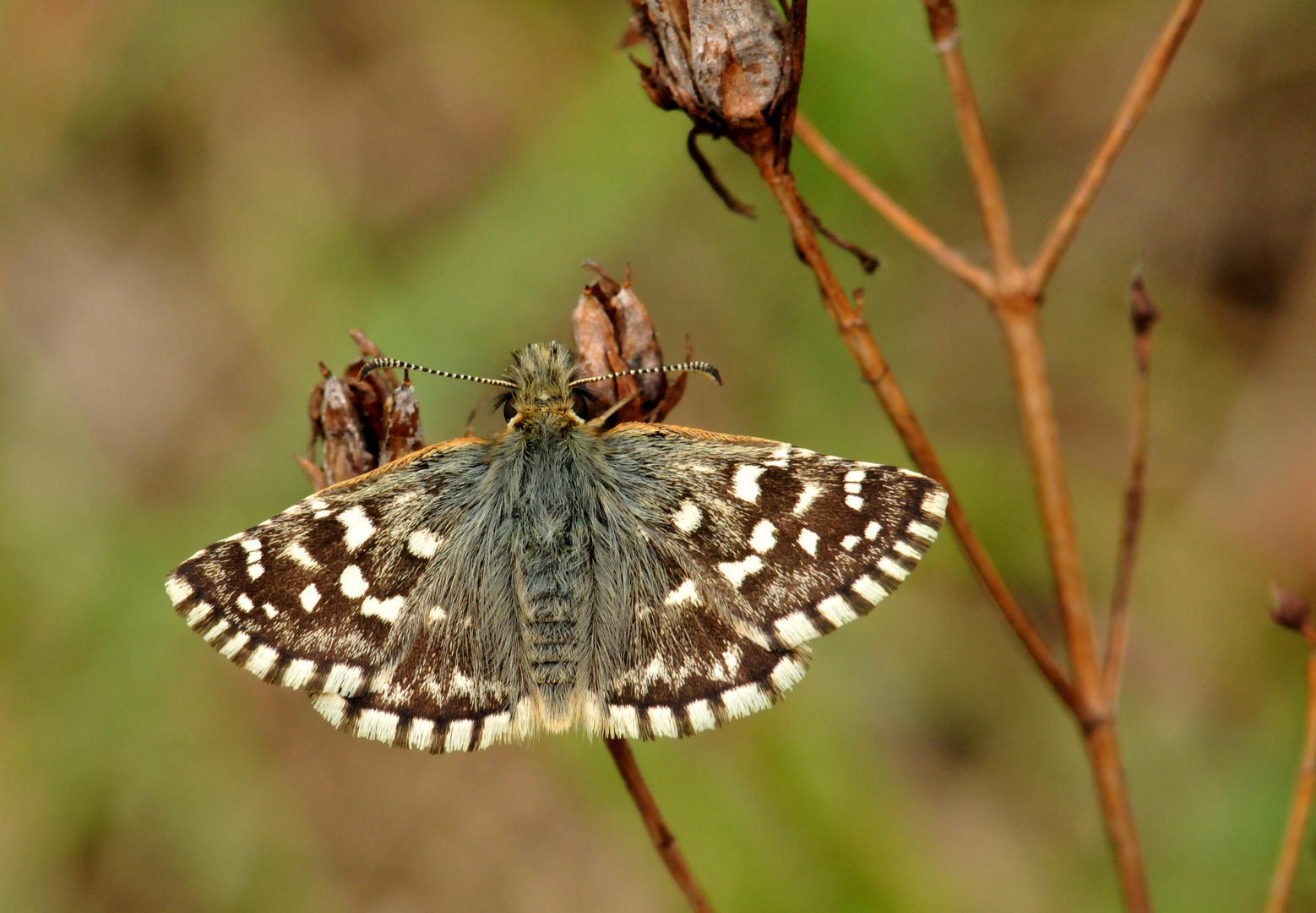 Pyrgus malvoides