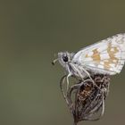 Pyrgus serratulae » Olive Skipper