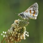 Pyrgus sidae - Gelber Würfeldickkopf