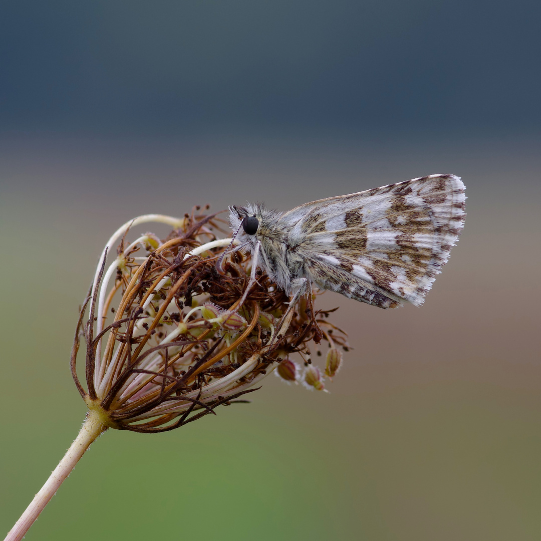 Pyrgus solitaria