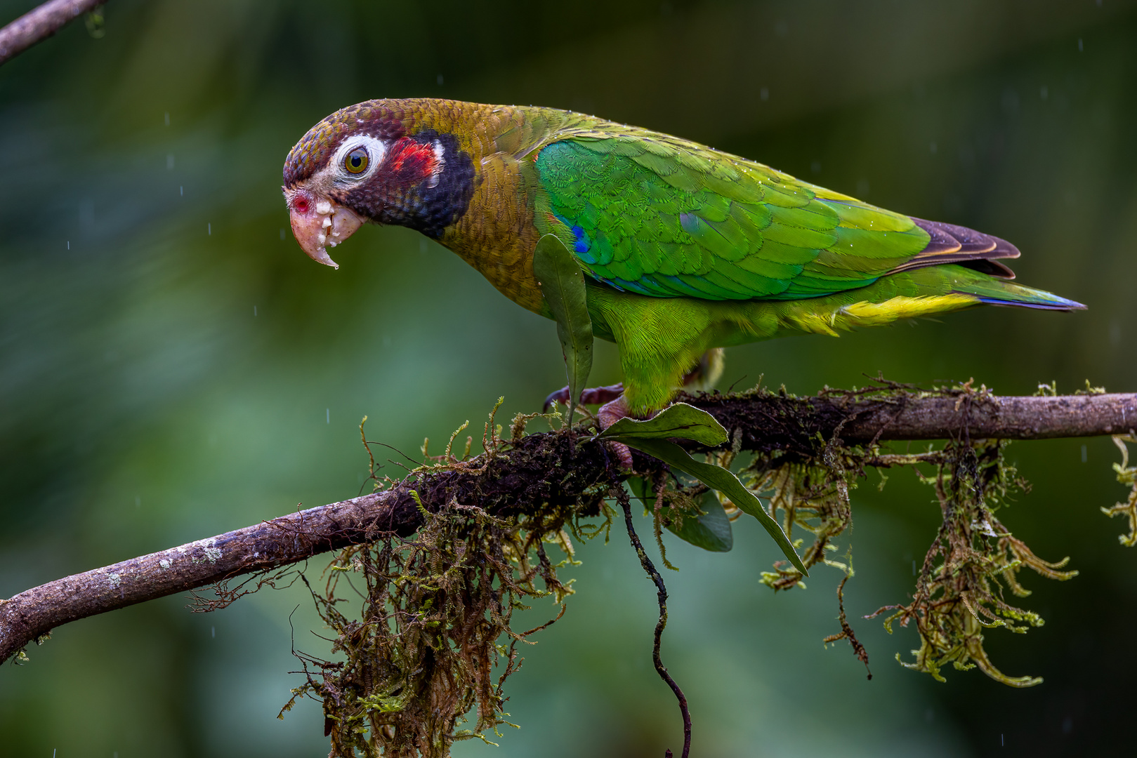 Pyrilia haematotis (Brown-hooded parrot)