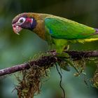 Pyrilia haematotis (Brown-hooded parrot)