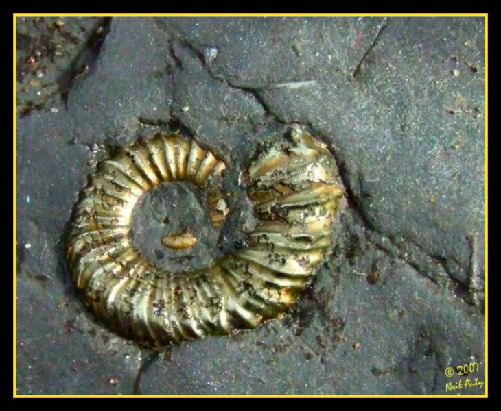 Pyrite Ammonite