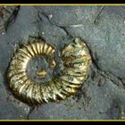 Pyrite Ammonite