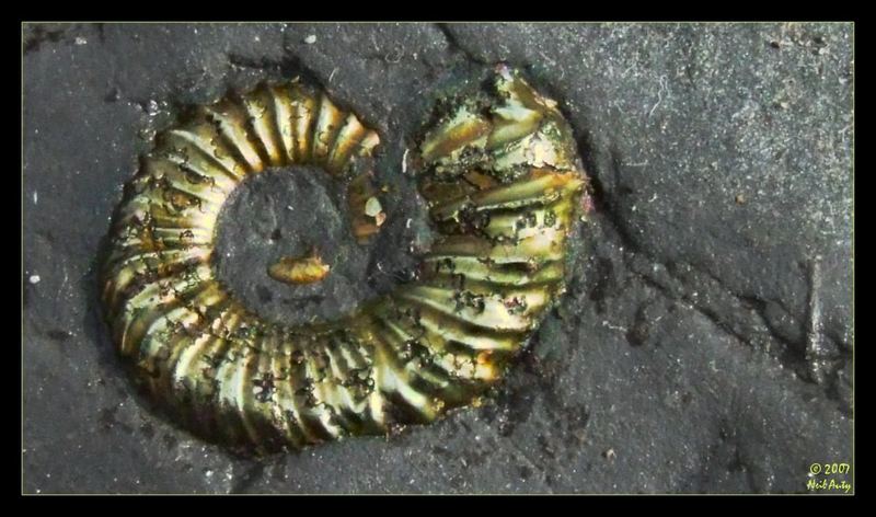 Pyrite Ammonite II