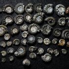 Pyritisierte Ammoniten aus der Jurazeit - Bifericeras biferum