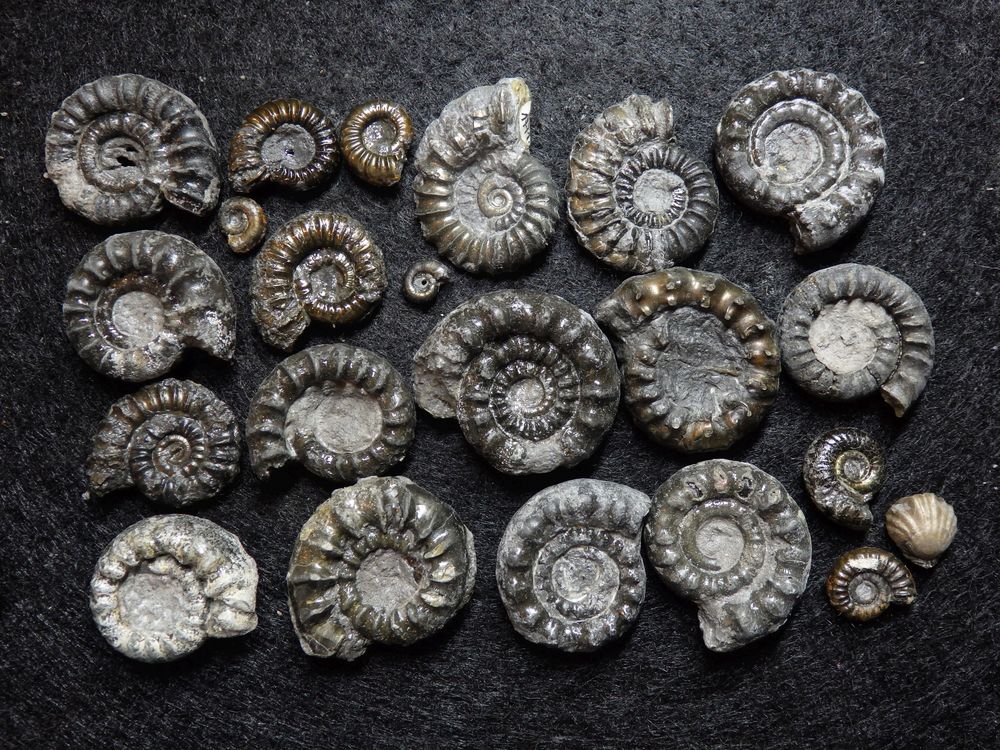 Pyritisierte Ammoniten aus der Jurazeit - Bifericeras biferum