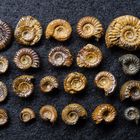 Pyritisierte Ammoniten aus der Jurazeit - Peronoceras, Collina und Catacoeloceras