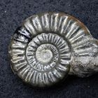 Pyritisierter Ammonit aus der Jurazeit - Acanthopleuroceras arietiforme