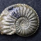 Pyritisierter Ammonit aus der Jurazeit - Amaltheus gibbosus