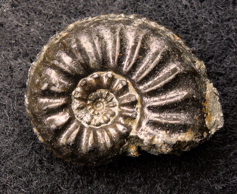 Pyritisierter Ammonit aus der Jurazeit - Amaltheus gibbosus