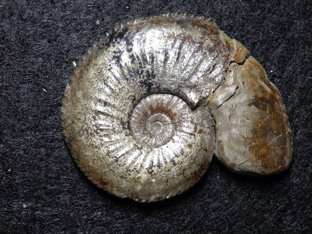 Pyritisierter Ammonit aus der Jurazeit - Amaltheus striatus
