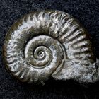 Pyritisierter Ammonit aus der Jurazeit - Arieticeras apertum
