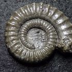 Pyritisierter Ammonit aus der Jurazeit - Crucilobiceras densinodum