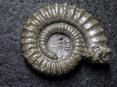 Pyritisierter Ammonit aus der Jurazeit - Crucilobiceras densinodum
