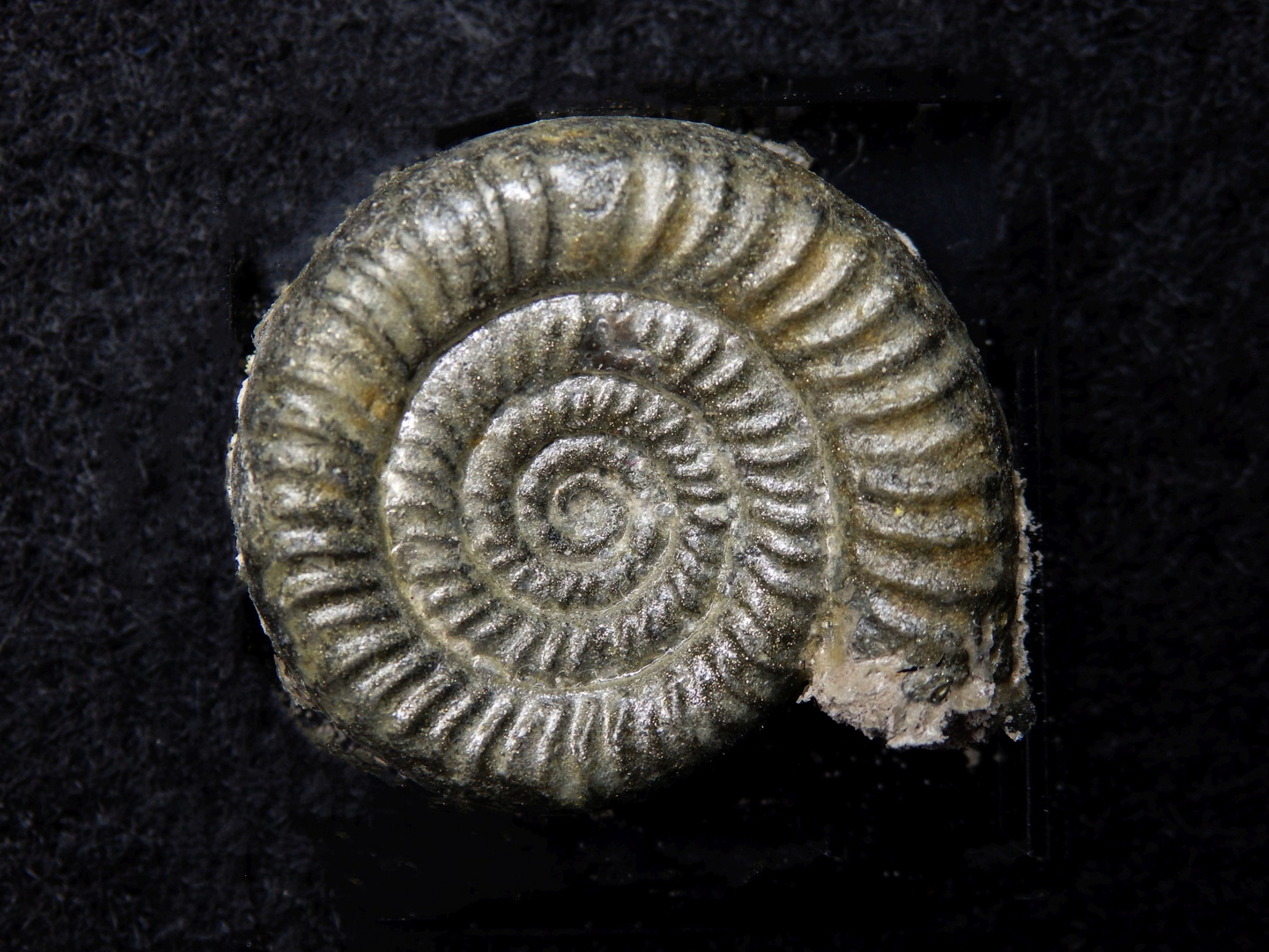 Pyritisierter Ammonit aus der Jurazeit - Dumortieria insignisimilis