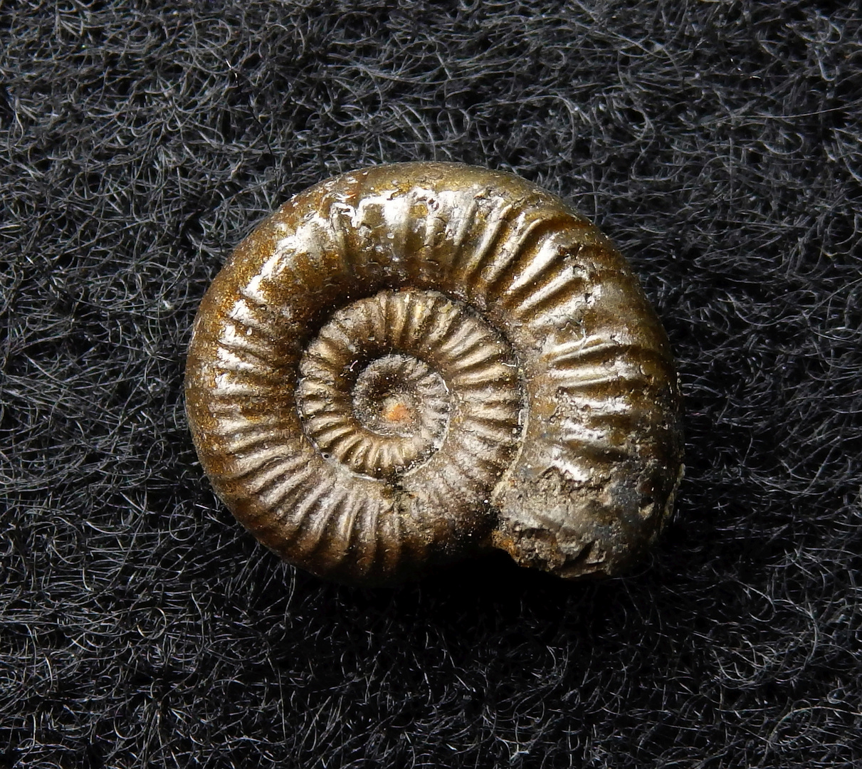 Pyritisierter Ammonit aus der Jurazeit - Polymorphites quadratus