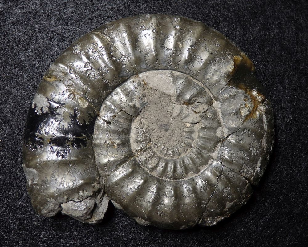 Pyritisierter Ammonit aus der Jurazeit - Tropidoceras masseanum