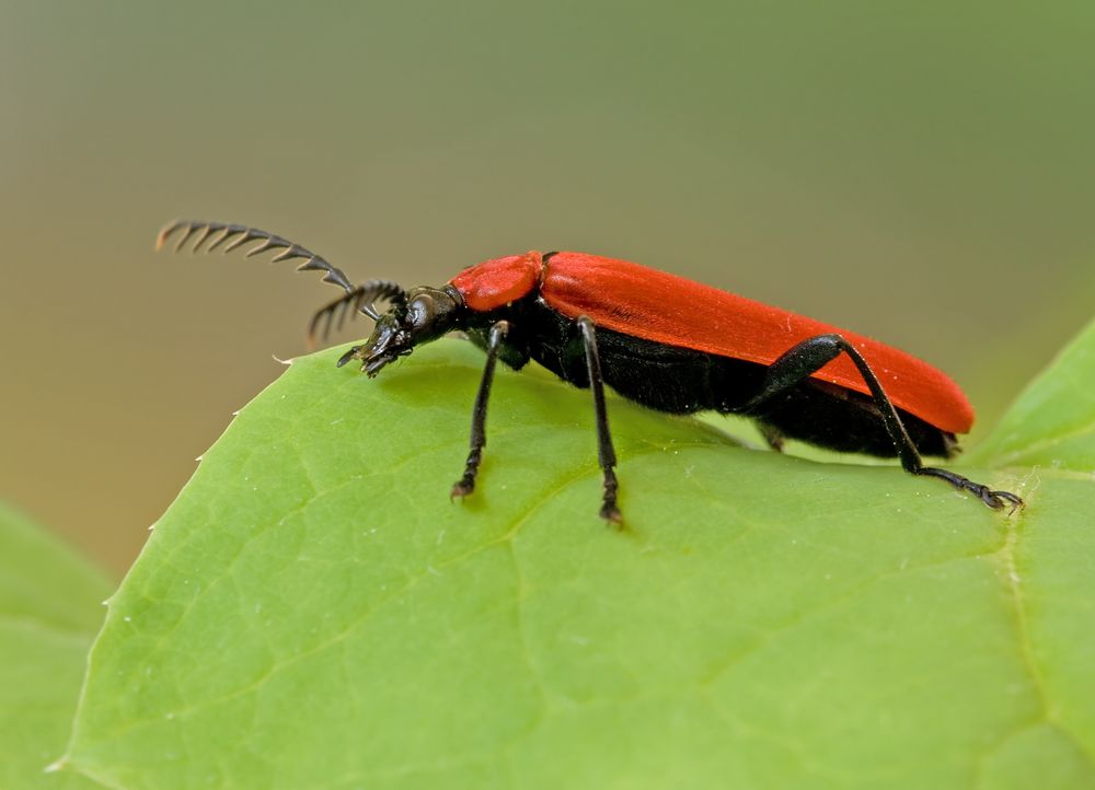 Pyrochroa coccinea 2 Foto & Bild tiere, wildlife, insekten Bilder auf