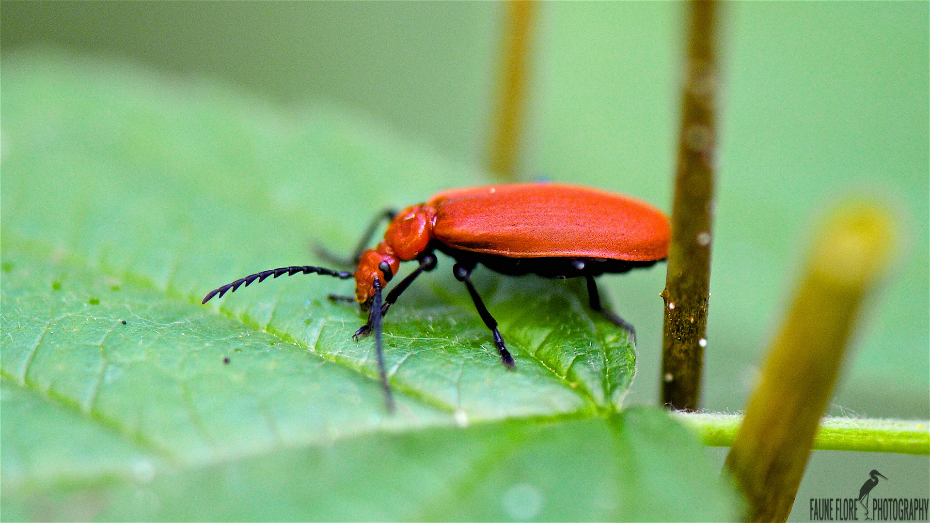 PYROCHROA COCCINEA