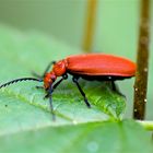 PYROCHROA COCCINEA