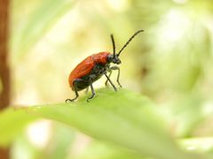 Pyrochroa coccinea