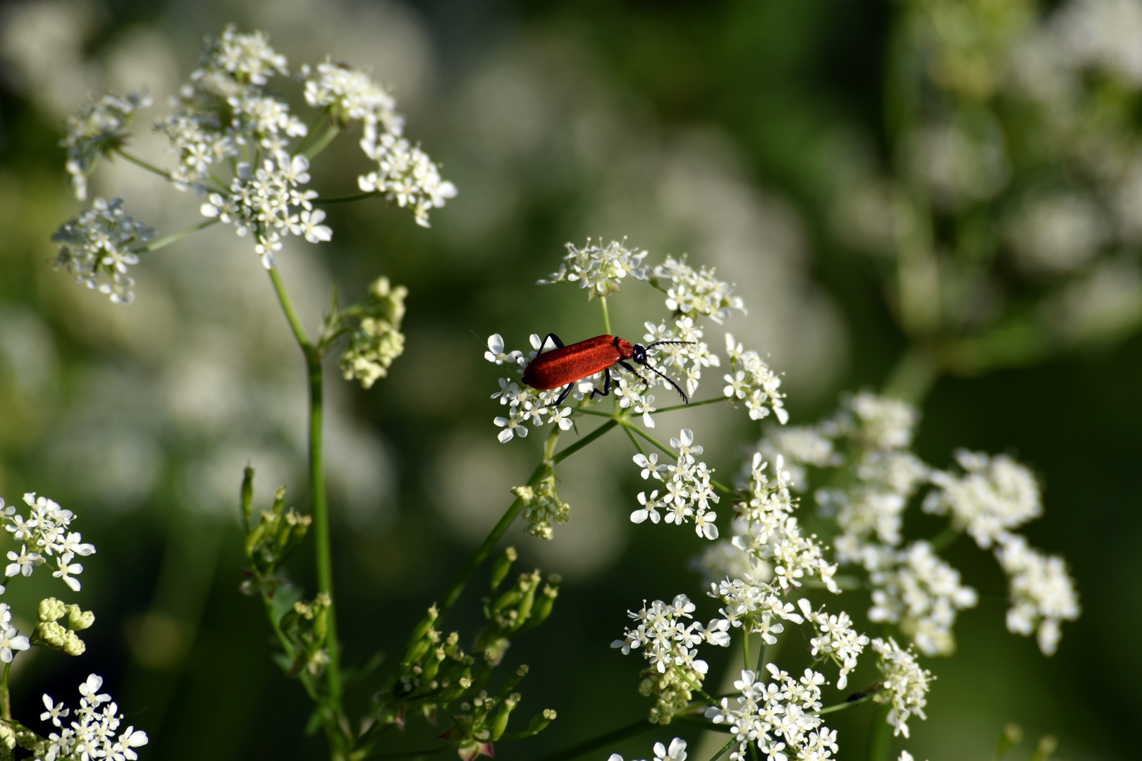 Pyrochroa coccinea