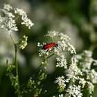 Pyrochroa coccinea