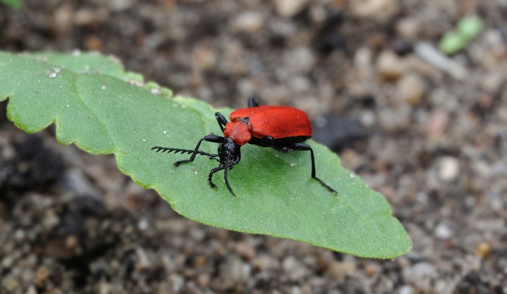 Pyrochroa coccinea