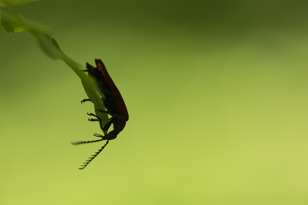 Pyrochroa coccinea I