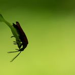 Pyrochroa coccinea I