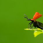 Pyrochroa coccinea II