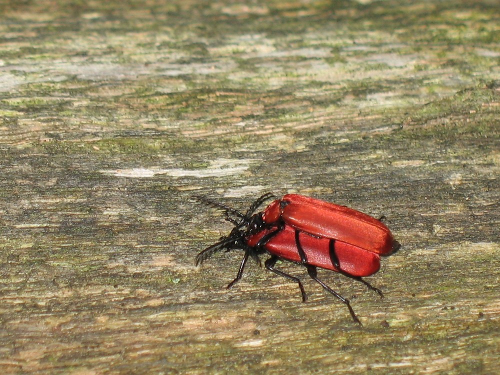 Pyrochroa coccinea Paar in Kopula