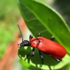 Pyrochroa coccinea- scharlachroter Feuerkäfer 