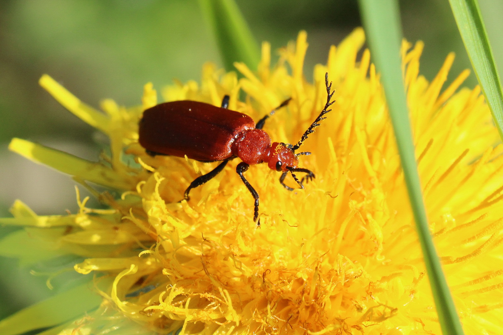 Pyrochroa serraticornis