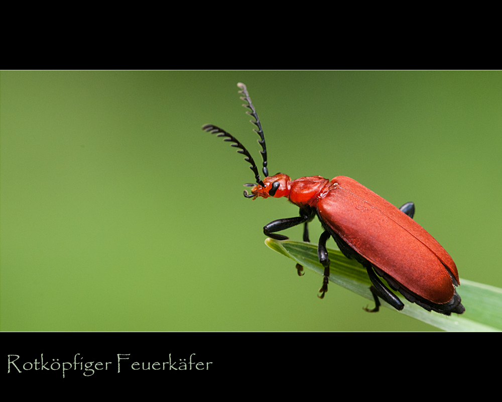 Pyrochroa serraticornis