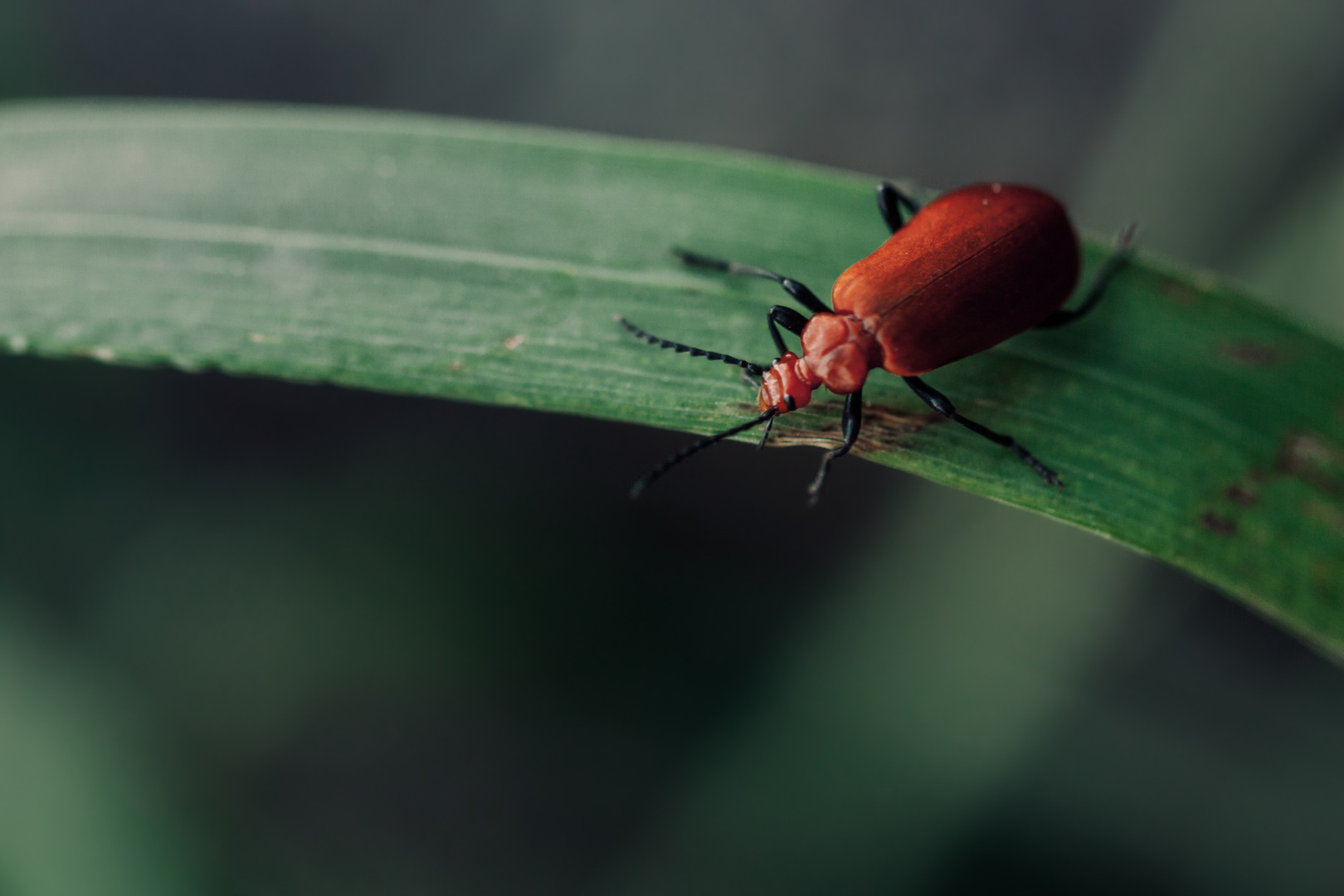 Pyrochroa serraticornis