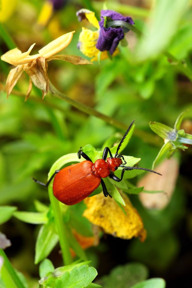 Pyrochroa  Serraticornis