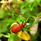 Pyrochroa  Serraticornis