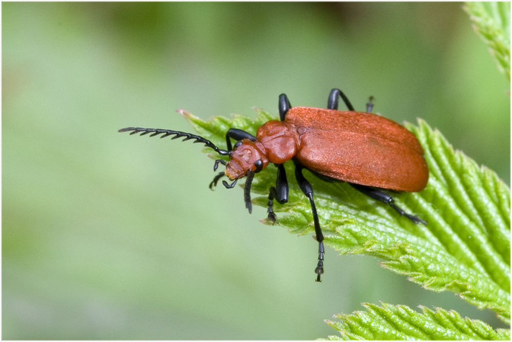 Pyrochroa serraticornis (Cardinal à tête rouge)