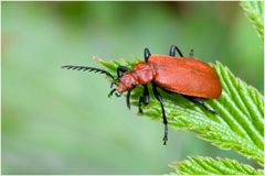 Pyrochroa serraticornis (Cardinal à tête rouge)