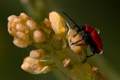 Pyrochroa Serraticornis ou Lilioceris lilii  ??