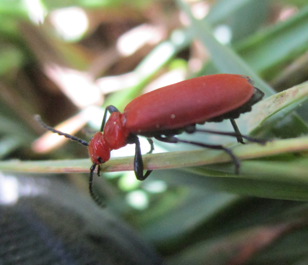 Pyrochroa serraticornis- rotköpfiger Feuerkäfer 